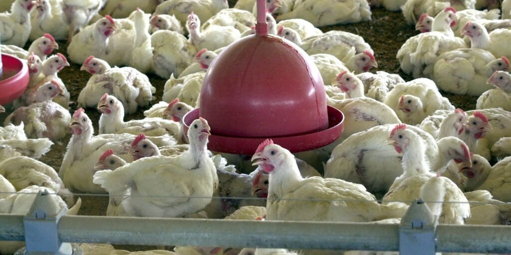 Foco de gripe aviária na França terá animais abatidos e desinfecção