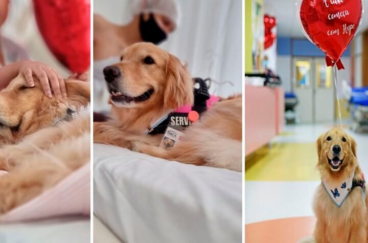 Inca retoma Terapia Assistida por Animais com a cadela Hope