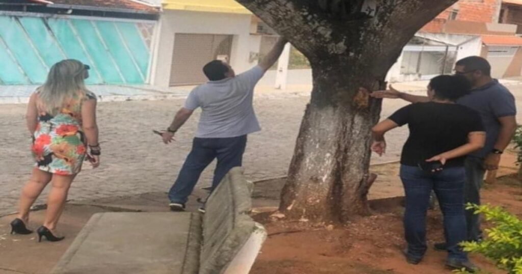 Prefeitura emite nota técnica sobre árvores envenenadas em Conceição do Jacuípe