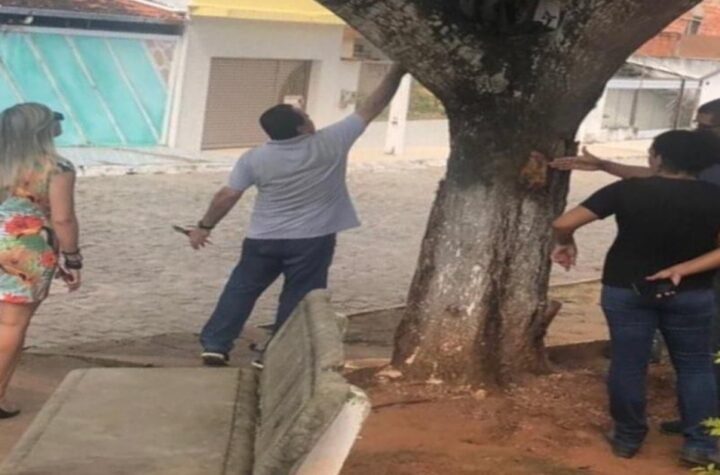 Prefeitura emite nota técnica sobre árvores envenenadas em Conceição do Jacuípe