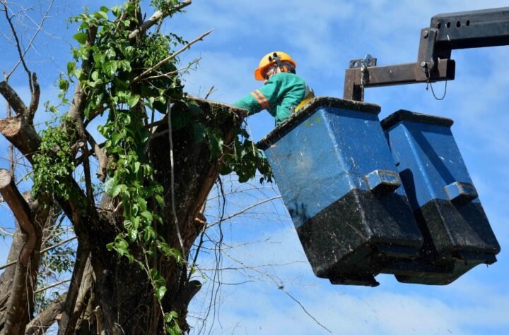 A Seman vem promovendo a manutenção da vegetação de Salvador, realizando ações de vistoria, paisagismo, podas e supressões, em toda a cidade