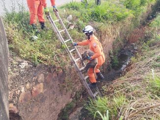 A guarnição de serviço foi acionada por volta das 7h, horário em que populares notaram o animal dentro do buraco.