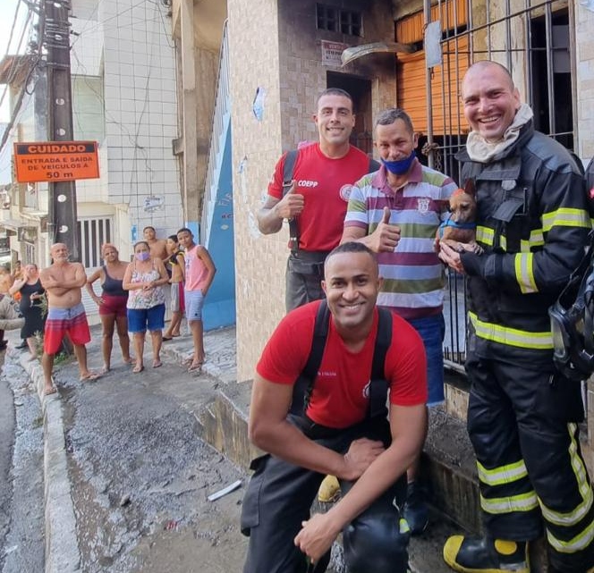 Após o resgate os animais foram avaliados pelos bombeiros e estavam sem ferimentos aparentes.