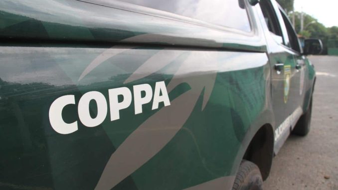 Coppa resgata 220 animais silvestres e 39 pessoas conduzidas Os números para denúncia da unidade especializada da PM e da SSP ajudaram nos flagrantes.