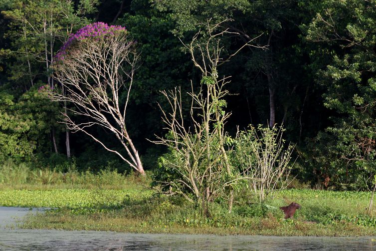 Cachoeiras de Macacu (RJ), 28/03/2023 - Capivara(Hydrochoerus hydrochaeris) avistada na Trilha dos Alagados, na Reserva Ecológica de Guapiaçu (REGUA), Cachoeiras de Macacu, Região Serrana do Rio de Janeiro. Foto: Tânia Rêgo/Agência Brasill