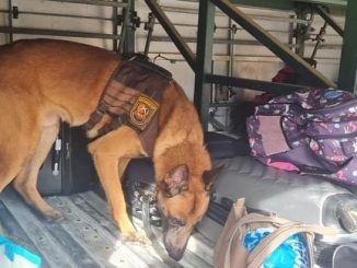 Em outra ação, cinco quilos de pasta base de cocaína foram encontrados por integrantes da Rondesp Chapada.