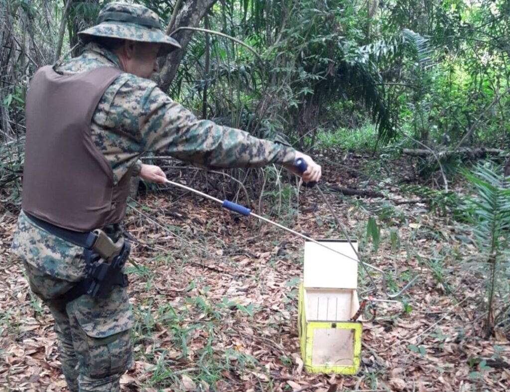 Posteriormente, os répteis foram soltos na natureza, pois não estavam feridos.