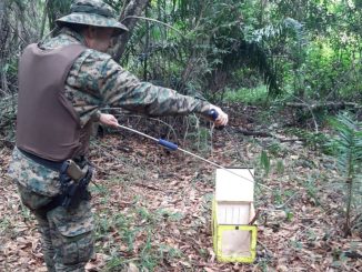 Posteriormente, os répteis foram soltos na natureza, pois não estavam feridos.