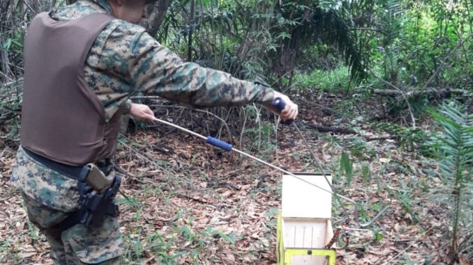 Posteriormente, os répteis foram soltos na natureza, pois não estavam feridos.