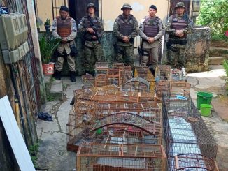 Os animais estavam em cativeiros e foram encaminhados para o Centro de Triagem de Animais Silvestres (Cetas).