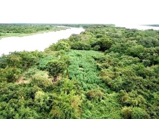 Um suspeito de ser responsável pelo cultivo foi conduzido para a Delegacia com uma arma, na quarta-feira (24).