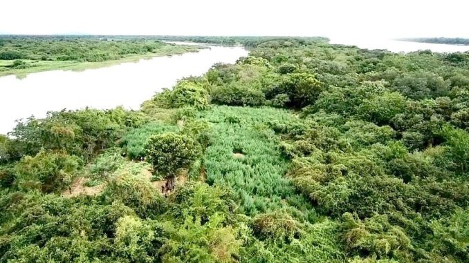 Um suspeito de ser responsável pelo cultivo foi conduzido para a Delegacia com uma arma, na quarta-feira (24).