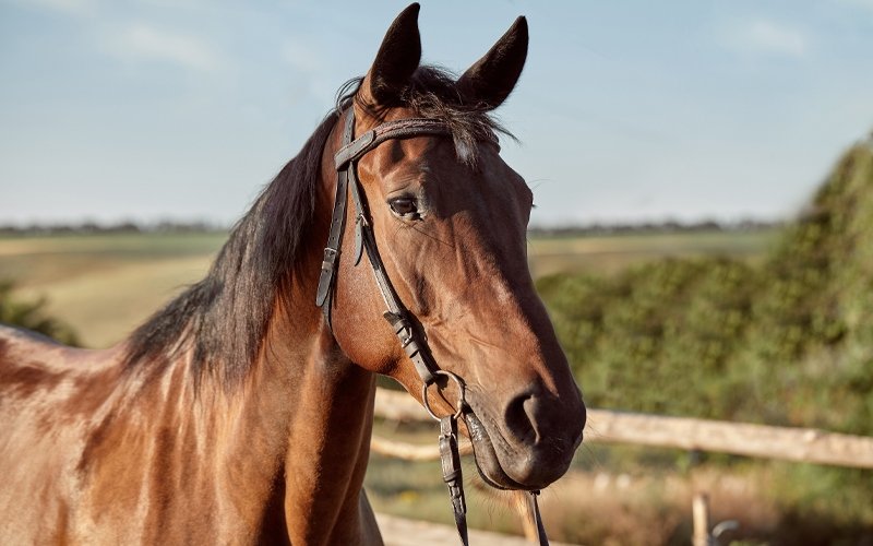 Cavalos usados para esporte e lazer representam 36% do PIB do setor