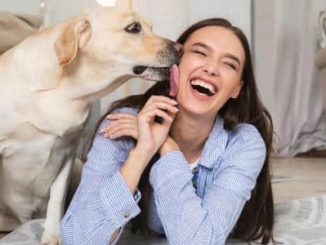 Descubra o que há por trás da mania dos cachorros de lamber os donos