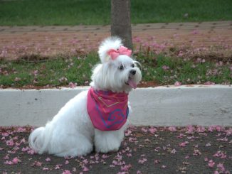 Além de serem letais, estas doenças também podem ser transmitidas aos humanos