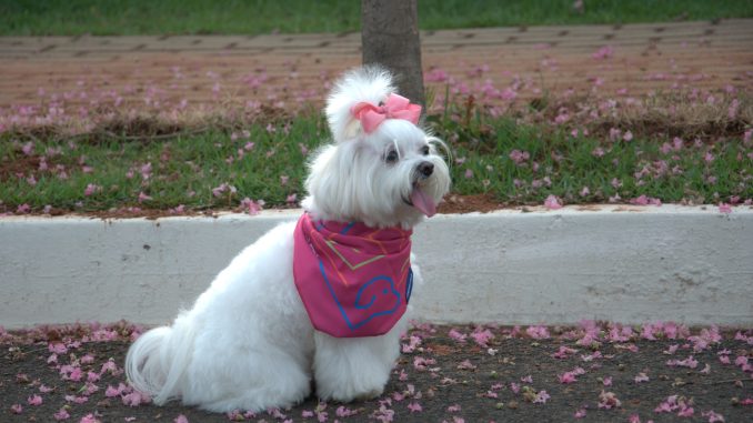 Além de serem letais, estas doenças também podem ser transmitidas aos humanos