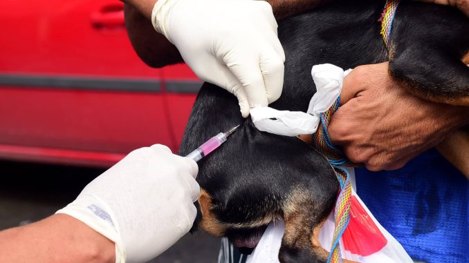 Vacinação antirrábica já vacinou mais de 80 mil cães e gatos em Salvador