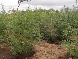 Plantação foi encontrada na manhã desta segunda-feira (25), na localidade conhecida como Ilha dos Porcos.