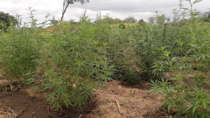 Plantação foi encontrada na manhã desta segunda-feira (25), na localidade conhecida como Ilha dos Porcos.
