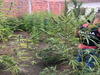 Sementes da erva, a droga já colhida, porções de skank e balanças também foram apreendidas. Um homem foi preso em flagrante