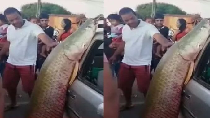 Peixe-gigante-com-92kg-e-mais-de-dois-metros-e-cap0132899900202505270808-ScaleDownProportional