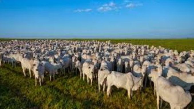 bp-bahiapolitica-bahia-bate-recorde-no-abate-de-bovinos